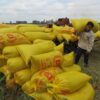 Bao bì đựng lúa 50kg, 25kg, 10kg bền đẹp giá xưởng 9 bao bi dung lua 50kg 25kg 10kg ben dep gia xuong