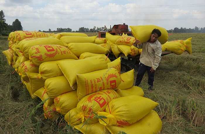 Bao bì đựng lúa 50kg, 25kg, 10kg bền đẹp giá xưởng 12 bao bi dung lua 50kg 25kg 10kg ben dep gia